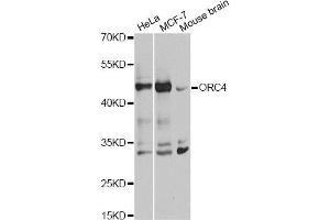 Western blot analysis of extracts of various cell lines, using ORC4 antibody. (ORC4 抗体)