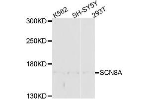 Western blot analysis of extracts of various cell lines, using SCN8A antibody (ABIN4905099) at 1:1000 dilution. (SCN8A 抗体)