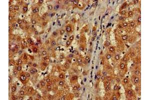 Immunohistochemistry of paraffin-embedded human liver tissue using ABIN7159786 at dilution of 1:100 (LC3C 抗体  (AA 1-30))
