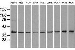 Western blot analysis of extracts (35 µg) from 9 different cell lines by using anti-MAPK1 monoclonal antibody. (ERK2 抗体)