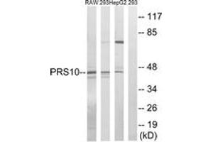 Western blot analysis of extracts from HepG2/293/RAW264. (PSMC6 抗体  (AA 61-110))