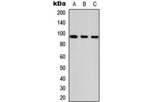 Western blot analysis of ANKRD20A1 expression in HeLa (A), NS-1 (B), PC12 (C) whole cell lysates. (ANKRD20A1 抗体  (Center))