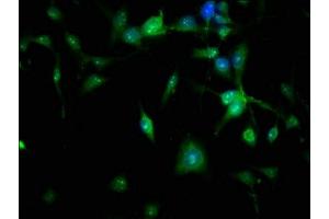 Immunofluorescence staining of U251 cells with ABIN7165837 at 1:166, counter-stained with DAPI. (NTAN1 抗体  (AA 219-310))