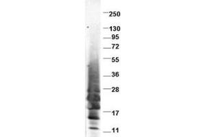 Image no. 1 for anti-Interleukin 13 (IL13) antibody (ABIN401065)