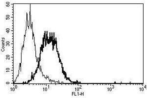 A typical staining pattern with the B-K15 monoclonal antibody of TF1 cell line (KIT 抗体)