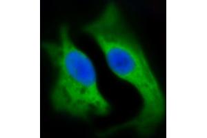 Immunofluorescent analysis of 4 % paraformaldehyde-fixed, 0. (HSD17B10 抗体  (AA 14-48))