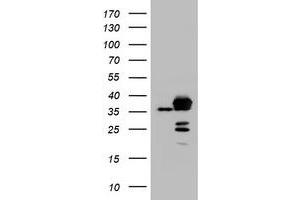 Image no. 1 for anti-Apurinic/Apyrimidinic Endonuclease 1 (APEX1) (AA 1-242) antibody (ABIN1490625) (APEX1 抗体  (AA 1-242))