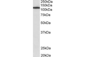 ABIN870635 (1µg/ml) staining of NIH3T3 lysate (35µg protein in RIPA buffer). (Myosin IB 抗体  (Internal Region))