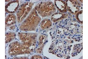 Immunohistochemical staining of paraffin-embedded Human Kidney tissue using anti-NUBPL mouse monoclonal antibody. (NUBPL 抗体  (AA 1-250))