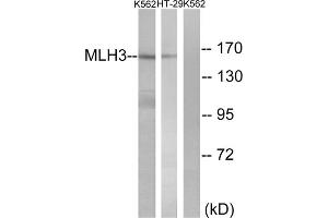 Western blot analysis of extracts from K562 cells and HT-29 cells, using MLH3 antibody. (MLH3 抗体  (Internal Region))