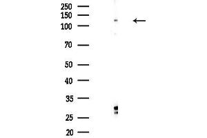 anti-Syntaxin Binding Protein 5 (Tomosyn) (STXBP5) antibody