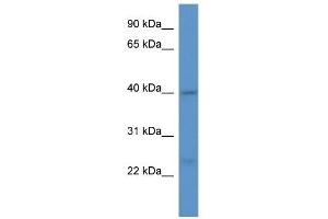 Western Blot showing ASNA1 antibody used at a concentration of 1. (ASNA1 抗体  (C-Term))