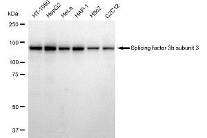 anti-Splicing Factor 3B (Subunit 3) antibody