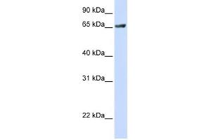 RUFY1 antibody used at 1 ug/ml to detect target protein. (RUFY1 抗体  (C-Term))