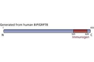 Image no. 1 for anti-Heat Shock 70kDa Protein 5 (Glucose-Regulated Protein, 78kDa) (HSPA5) (AA 525-628) antibody (ABIN968291) (GRP78 抗体  (AA 525-628))