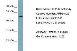 WB Suggested Anti-C1orf142  Antibody Titration: 0. (SNAP47 抗体  (Middle Region))