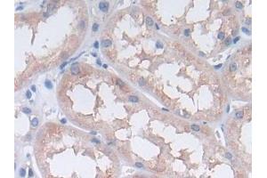 Immunohistochemistry (IHC) image for anti-Paraoxonase 3 (PON3) (AA 2-354) antibody (ABIN7435385)