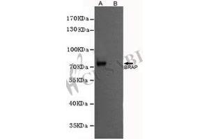 Western blot analysis of extracts from CHO-K1 cells, transfected with a human pFLAG-CMV2-BRAP construct (A) or transfected with a human pFLAG-CMV2 construct (B), using BRAP antibody (1:1000 diluted). (BRAP 抗体)