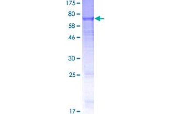 GABRB2 Protein (AA 1-474) (GST tag)