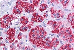 Human Adrenal: Formalin-Fixed, Paraffin-Embedded (FFPE) (RAD51 抗体  (AA 35-80))
