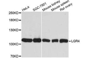 Western blot analysis of extracts of various cell lines, using LGR4 antibody. (LGR4 抗体  (AA 320-540))