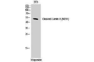Western Blotting (WB) image for anti-Lamin A/C (LMNA) (Asn231), (cleaved) antibody (ABIN3181810) (Lamin A/C 抗体  (Asn231, cleaved))