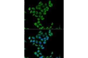 Immunofluorescence analysis of A549 cells using COQ3 antibody (ABIN4903350). (COQ3 抗体)