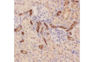 Anti-MUC1 Picoband antibody,  IHC(P): Rat Kidney Tissue (MUC1 抗体  (AA 474-630))