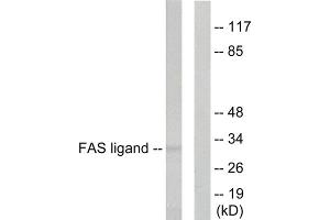 Western blot analysis of extracts from 293 cellls, using FAS ligand antibody. (FASL 抗体  (Internal Region))