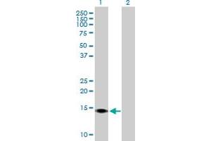 Western Blot analysis of SUMO4 expression in transfected 293T cell line by SUMO4 MaxPab polyclonal antibody. (SUMO4 抗体  (AA 1-95))