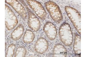 Immunostaining (ISt) image for anti-Glutamic-Oxaloacetic Transaminase 1, Soluble (Aspartate Aminotransferase 1) (GOT1) (AA 1-413) antibody (ABIN516133)