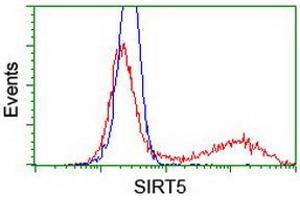 Image no. 2 for anti-Sirtuin 5 (SIRT5) antibody (ABIN1500934) (SIRT5 抗体)