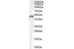 Western Blotting (WB) image for anti-Creatine Kinase, Brain (CKB) (AA 101-114) antibody (ABIN296835) (CKB 抗体  (AA 101-114))