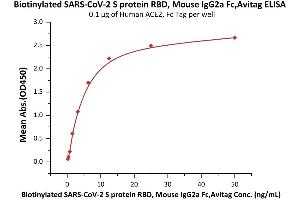 Immobilized Human ACE2, Fc Tag (ABIN6952459,ABIN6952465) at 1 μg/mL (100 μL/well) can bind Biotinylated SARS-CoV-2 S protein RBD, Mouse IgG2a Fc,Avitag (ABIN6973228) with a linear range of 0.