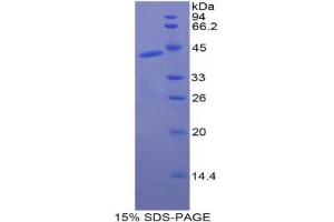 SDS-PAGE analysis of Dog CKM Protein. (CKM 蛋白)