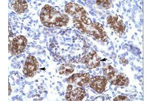 Image no. 1 for anti-Zinc Finger Homeobox 2 (ZFHX2) (AA 544-593) antibody (ABIN6736036) (ZFHX2 抗体  (AA 544-593))