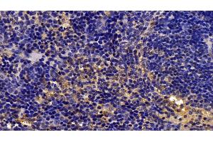 Detection of CASP1 in Mouse Spleen Tissue using Polyclonal Antibody to Caspase 1 (CASP1) (Caspase 1 抗体  (AA 317-404))