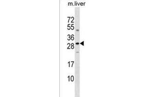 SOST Antibody (N-term) (ABIN1539331 and ABIN2849012) western blot analysis in mouse liver tissue lysates (35 μg/lane). (Sclerostin 抗体  (N-Term))