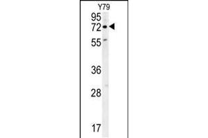 Western blot analysis in Y79 cell line lysates (35ug/lane). (RFT1 抗体  (C-Term))