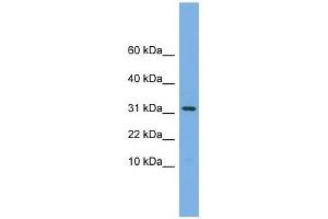 MRPS6 antibody used at 1 ug/ml to detect target protein. (MRPS6 抗体  (Middle Region))