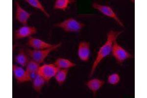 Immunofluorescence (IF) image for anti-Cyclin-Dependent Kinase 1 (CDK1) antibody (ABIN2666269) (CDK1 抗体)