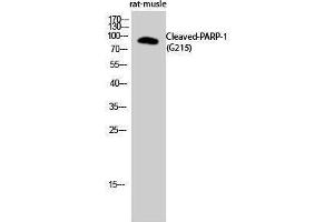 Western Blotting (WB) image for anti-Poly (ADP-Ribose) Polymerase 1 (PARP1) (cleaved), (Gly215) antibody (ABIN3181825) (PARP1 抗体  (cleaved, Gly215))
