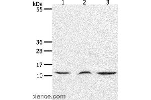 Western blot analysis of Mouse lung and thymus tissue, human fetal muscle tissue, using CCL17 Polyclonal Antibody at dilution of 1:1300 (CCL17 抗体)