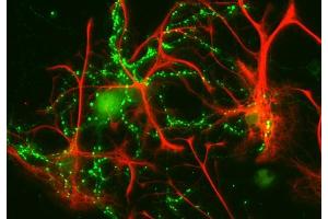 Indirect immunofluorescence labeling of cultured rat astrocytes and hippocampus neurons with anti-GFAP (red; dilution 1 : 1000) and anti-synaptophysin (green; cat. (GFAP 抗体)