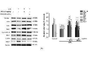 Effects of GRh2 on (A) LPS-induced antioxidative enzymes (catalase, superoxide dismutase (SOD), and glutathione peroxidase (GPx)), heme oxygenase-1 (HO-1), Trx-1, NF-E2-related factor 2 (Nrf2)/Keap1 and KAP1, (B) TLR4, PI3K, Akt, and mTOR, and (C) Raf-1, p-Raf-1, Mek and p-Mek protein expression in the lungs.