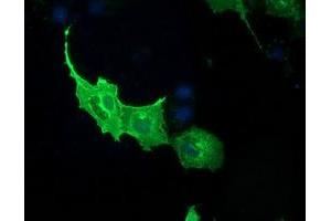 Anti-PDE2A mouse monoclonal antibody (ABIN2454426) immunofluorescent staining of COS7 cells transiently transfected by pCMV6-ENTRY PDE2A (RC207219). (PDE2A 抗体)
