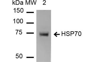 Western Blot analysis of Human Heat shocked HeLa cell lysates showing detection of HSP70 protein using Mouse Anti-HSP70 Monoclonal Antibody, Clone 1H11 . (HSP70 抗体  (Atto 488))