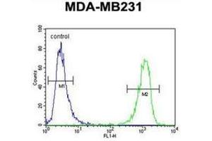 Flow cytometric analysis of MDA-MB231 cells using CBY1 Antibody (C-term) Cat. (CBY1/PGEA1 抗体  (C-Term))