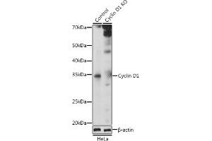 Western blot analysis of extracts from normal (control) and Cyclin D1 knockout (KO) HeLa cells, using Cyclin D1 antibody  at 1:1000 dilution. (Cyclin D1 抗体  (C-Term))