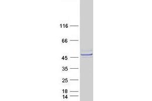 Western Blotting (WB) image for Leucine Rich Repeat Containing 2 (LRRC2) (Transcript Variant 2) protein (Myc-DYKDDDDK Tag) (ABIN2724658)